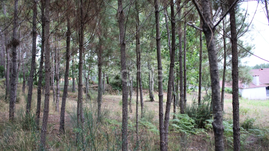Terreno para Venda em São Pedro de France