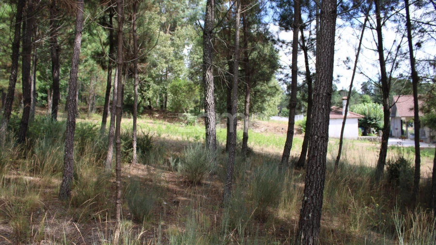 Terreno para Venda em São Pedro de France
