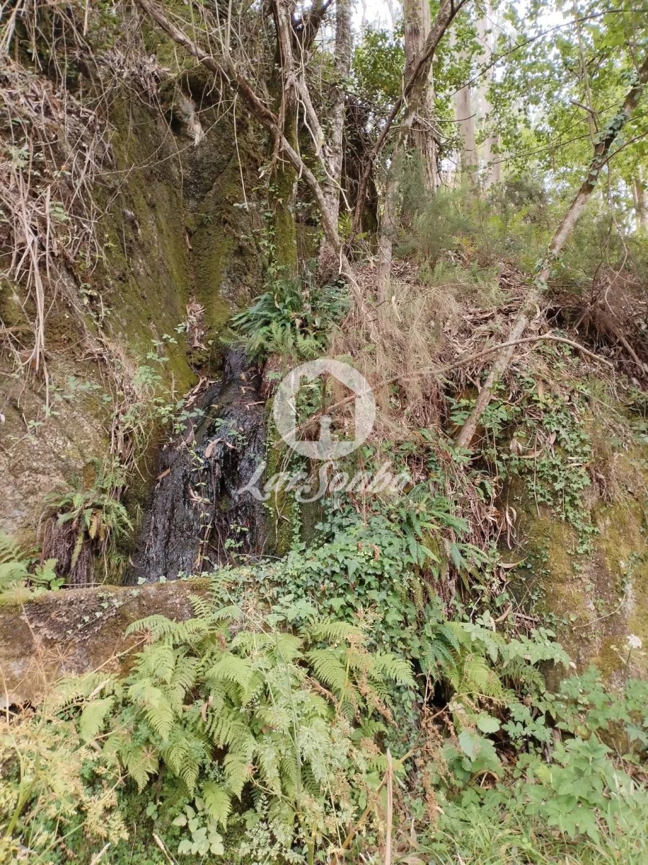 Terreno Agricola ou Rústico para Venda em Caçarilhe e Infesta Foto 3