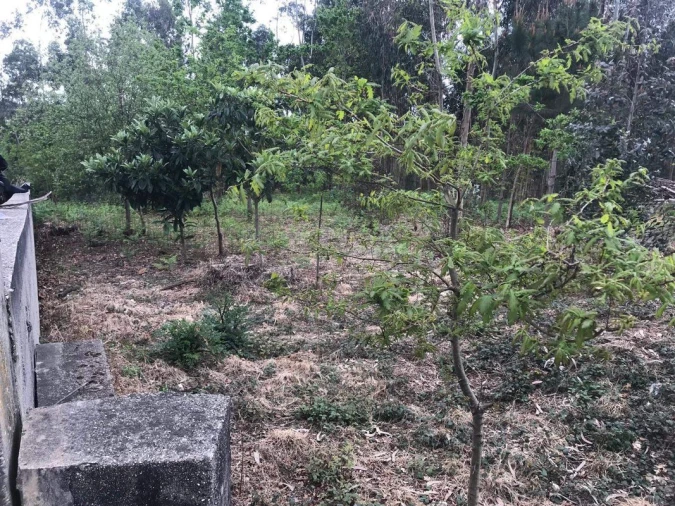 Terreno para Venda em Lobão, Gião, Louredo e Guisande Foto 10
