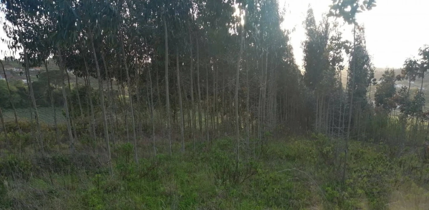 Terreno para Venda em Alvorninha Foto 6