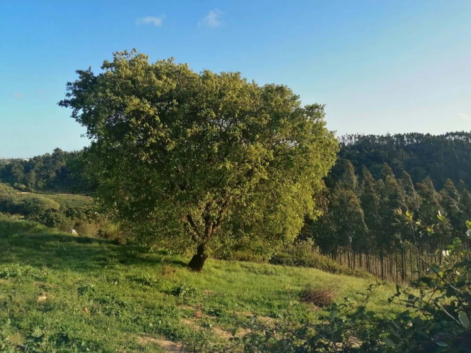 Terreno para Venda em Alvorninha Foto 4