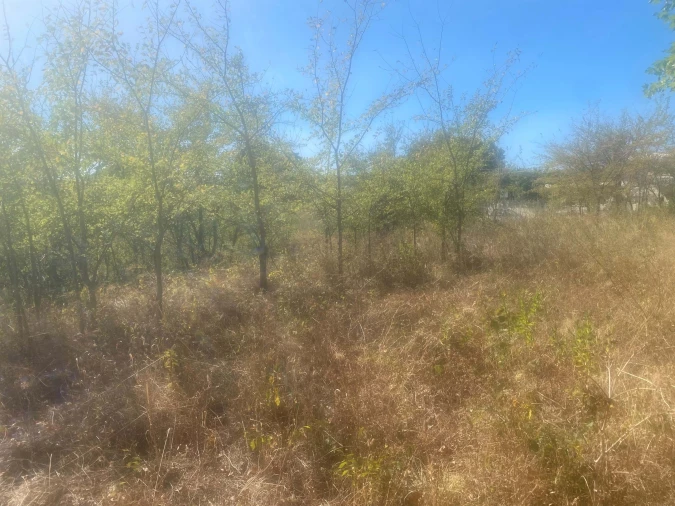 Terreno para Venda em Alcanena e Vila Moreira Foto 23