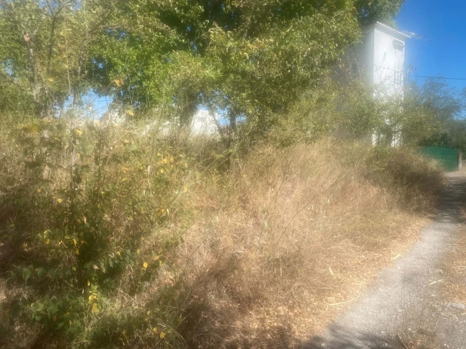 Terreno para Venda em Alcanena e Vila Moreira Foto 12