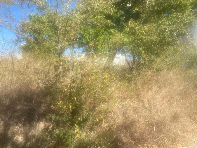 Terreno para Venda em Alcanena e Vila Moreira Foto 9