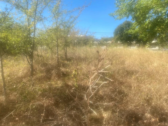 Terreno para Venda em Alcanena e Vila Moreira Foto 14