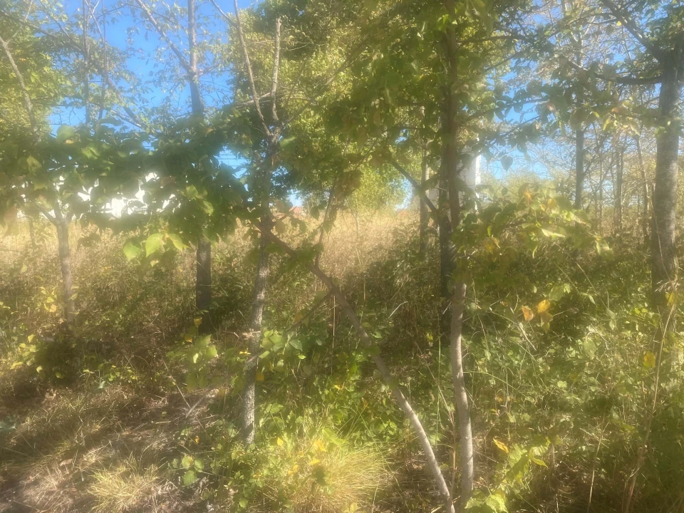Terreno para Venda em Alcanena e Vila Moreira Foto 8