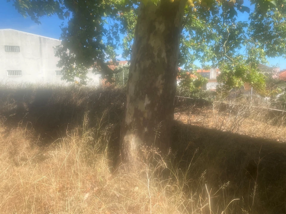 Terreno para Venda em Alcanena e Vila Moreira Foto 19