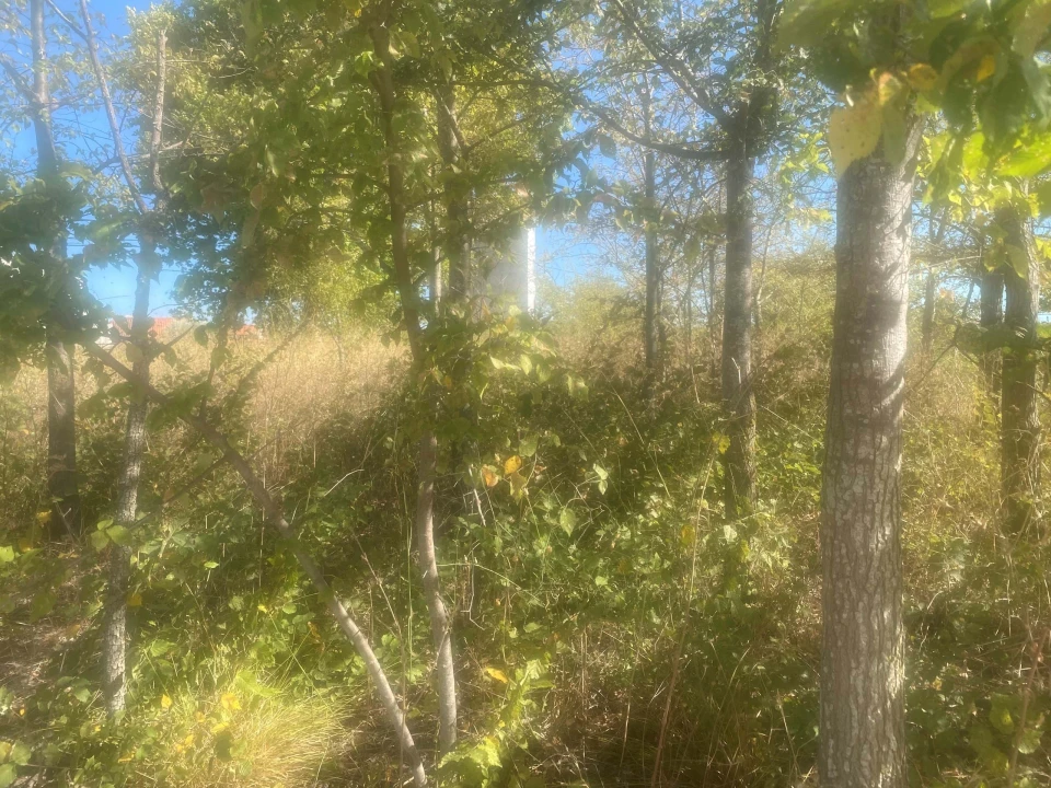 Terreno para Venda em Alcanena e Vila Moreira Foto 7