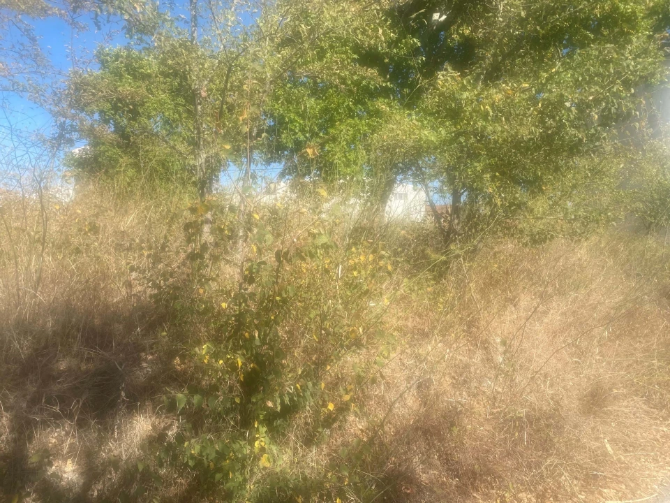 Terreno para Venda em Alcanena e Vila Moreira Foto 9