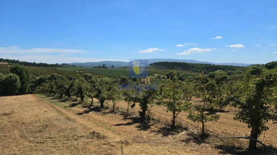 Terreno para Venda em Peral Foto 27