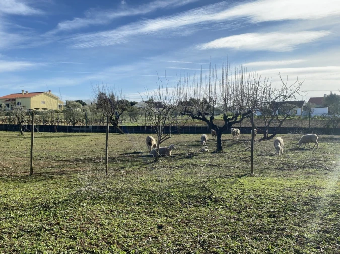 Moradia T3 para Venda em Povoa da Isenta Foto 23