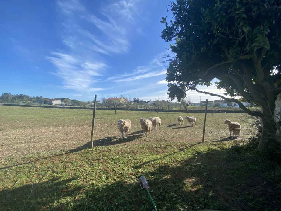 Moradia T3 para Venda em Povoa da Isenta Foto 14