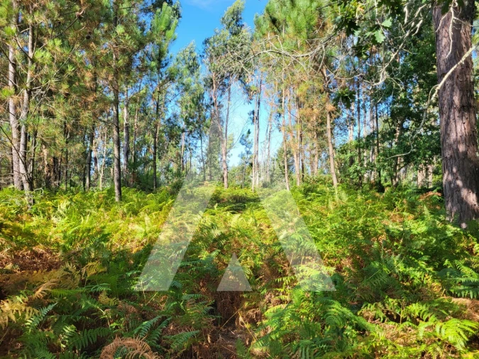 Terreno para Venda em Forjães Foto 16