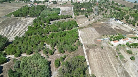 Terreno para Venda em Benavente