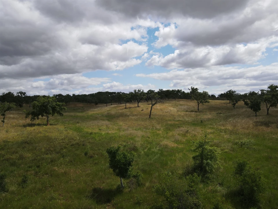 Terreno Agricola ou Rústico para Venda em Grândola e Santa Margarida da Serra Foto 15