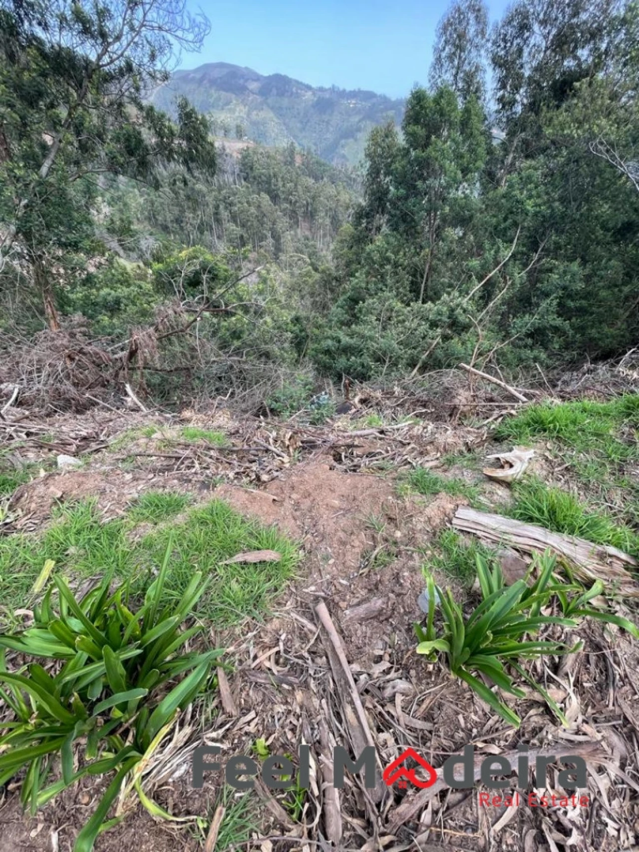 Terreno Agricola ou Rústico para Venda em Ribeira Brava Foto 4