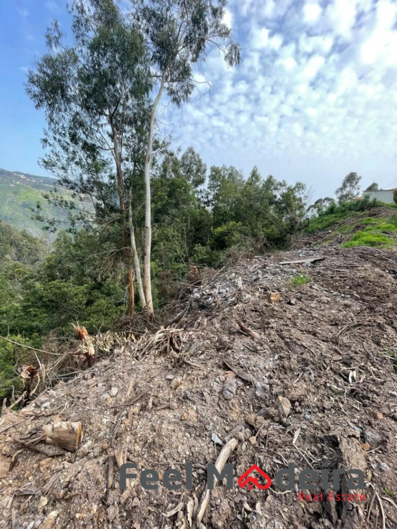 Terreno Agricola ou Rústico para Venda em Ribeira Brava Foto 5