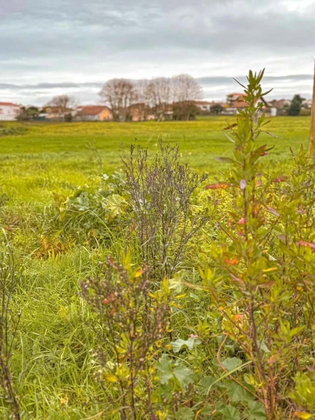 Terreno para Venda em Calvaria de Cima Foto 6