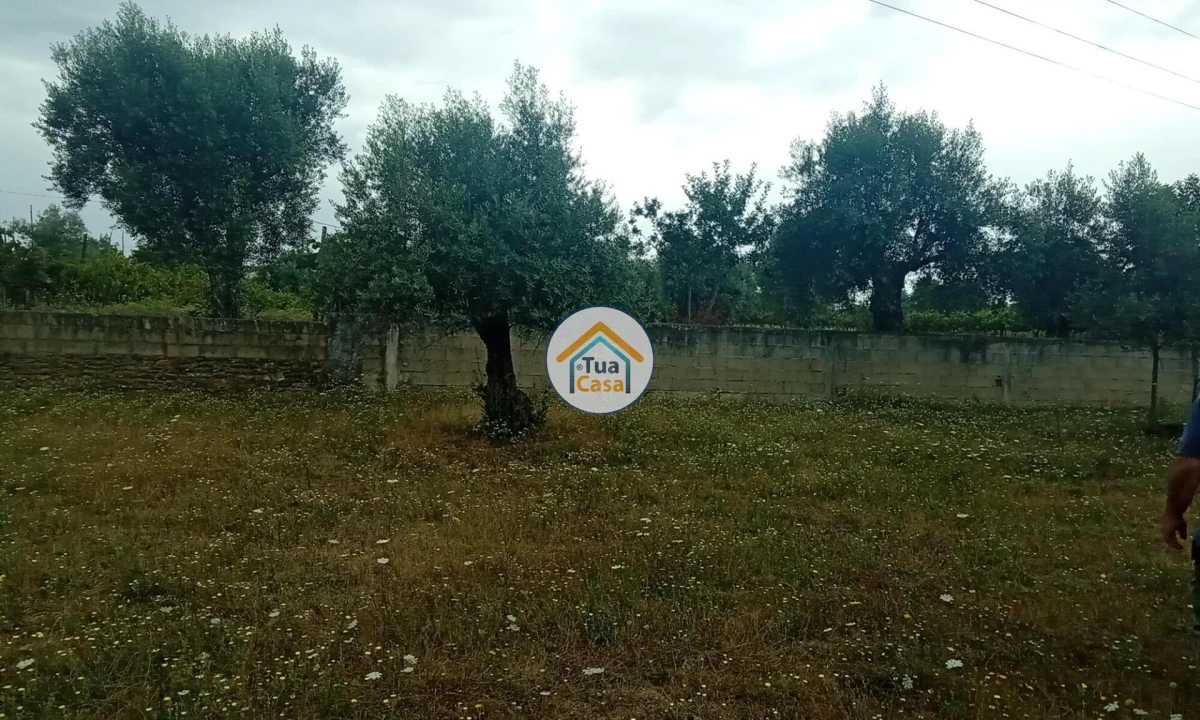 Terreno para Venda em Oliveira do Mondego e Travanca do Mondego Foto 22