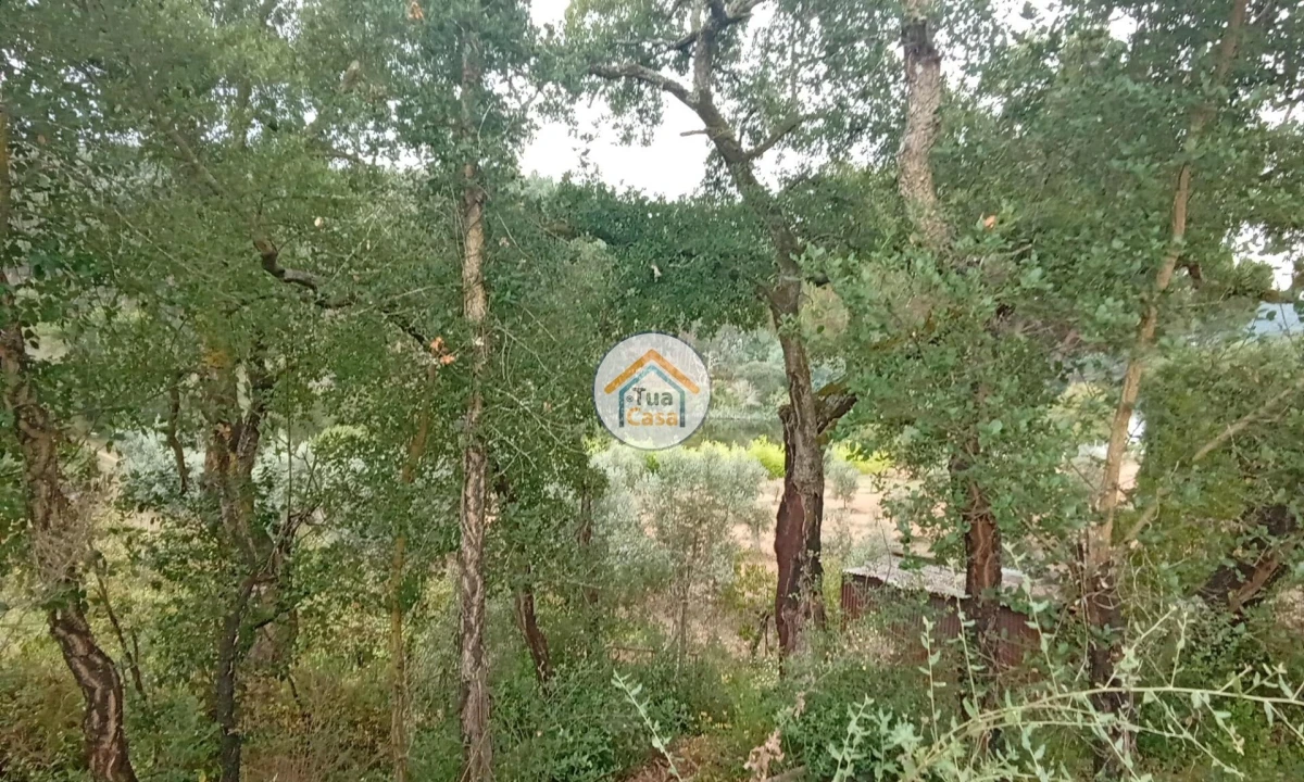 Terreno para Venda em Oliveira do Mondego e Travanca do Mondego Foto 12