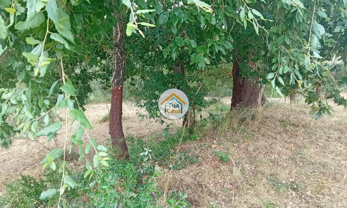 Terreno para Venda em Oliveira do Mondego e Travanca do Mondego Foto 16