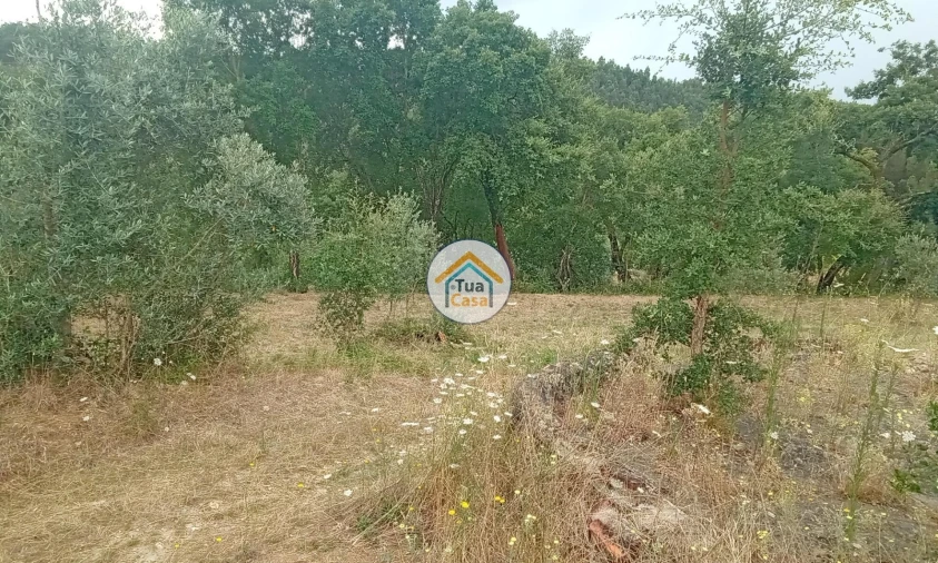 Terreno para Venda em Oliveira do Mondego e Travanca do Mondego Foto 29