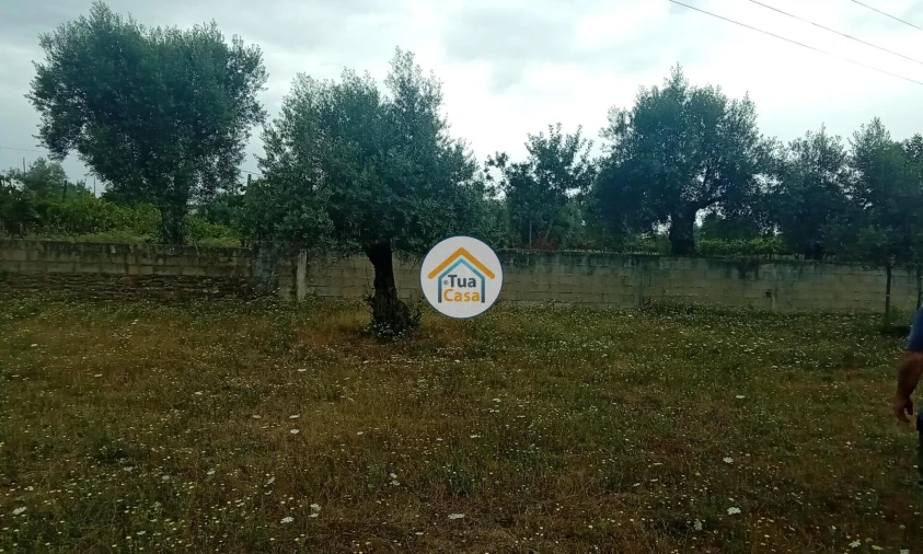 Terreno para Venda em Oliveira do Mondego e Travanca do Mondego Foto 22