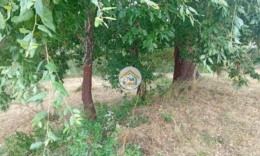 Terreno para Venda em Oliveira do Mondego e Travanca do Mondego Foto 16