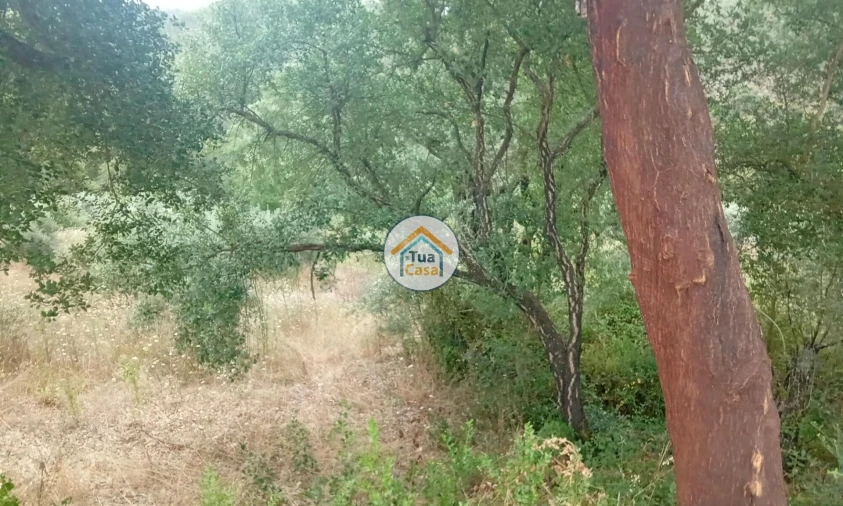 Terreno para Venda em Oliveira do Mondego e Travanca do Mondego Foto 13