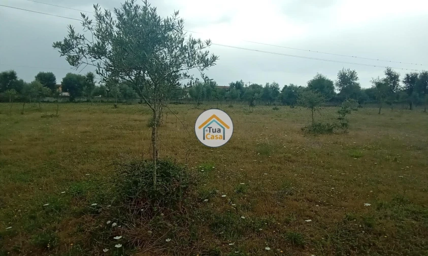 Terreno para Venda em Oliveira do Mondego e Travanca do Mondego Foto 26