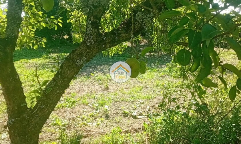 Terreno para Venda em Oliveira do Mondego e Travanca do Mondego Foto 33