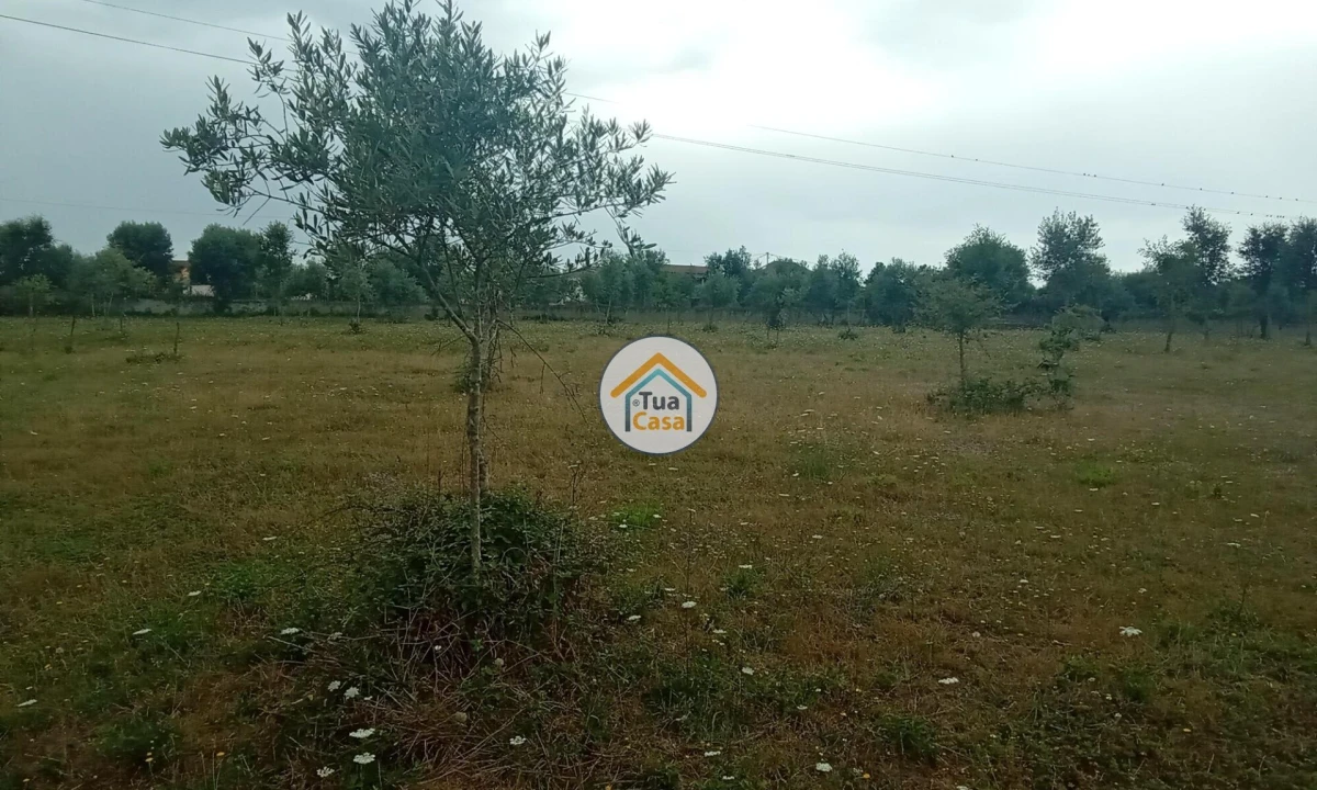 Terreno para Venda em Oliveira do Mondego e Travanca do Mondego Foto 26