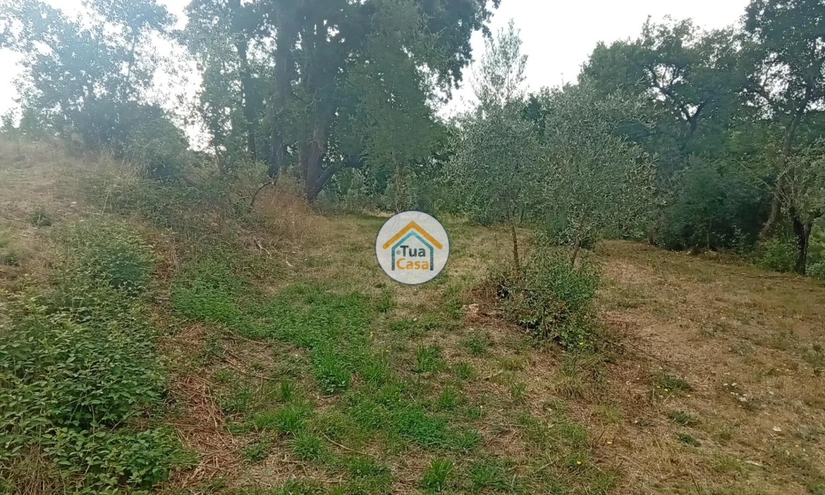 Terreno para Venda em Oliveira do Mondego e Travanca do Mondego Foto 14