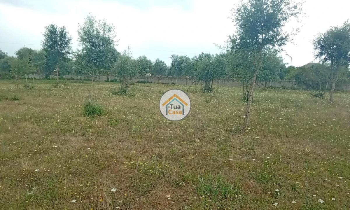 Terreno para Venda em Oliveira do Mondego e Travanca do Mondego Foto 23