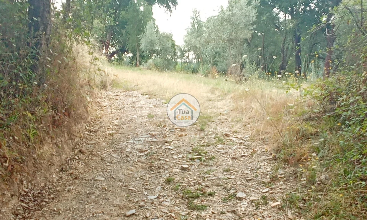 Terreno para Venda em Oliveira do Mondego e Travanca do Mondego Foto 9