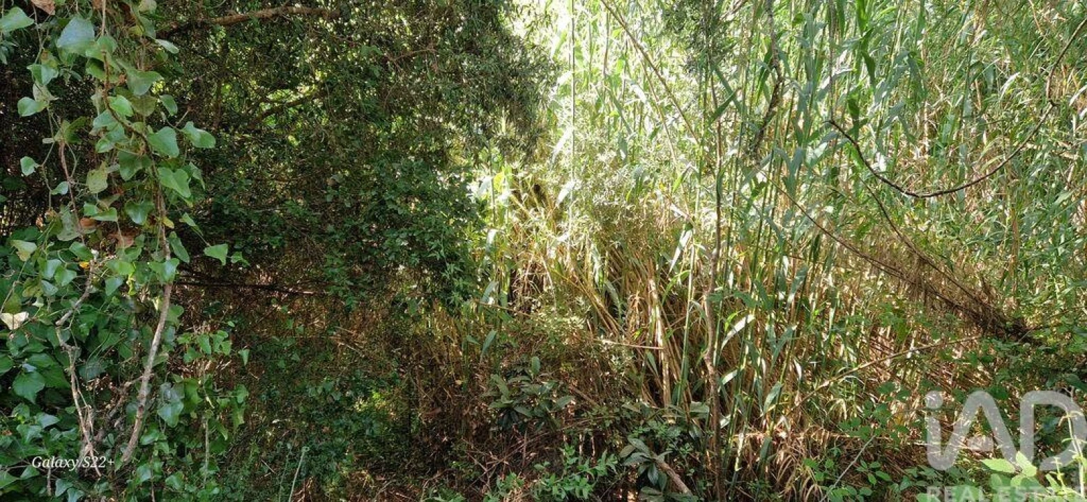 Terreno para Venda em Carvoeira Foto 16