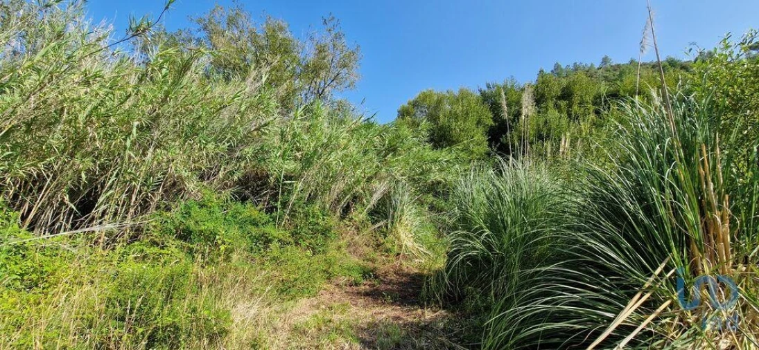 Terreno para Venda em Carvoeira Foto 9