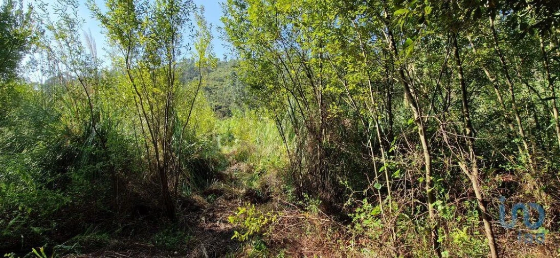 Terreno para Venda em Carvoeira Foto 5