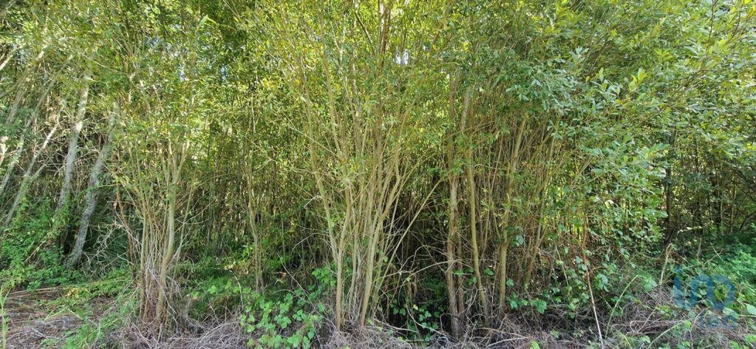 Terreno para Venda em Carvoeira Foto 4