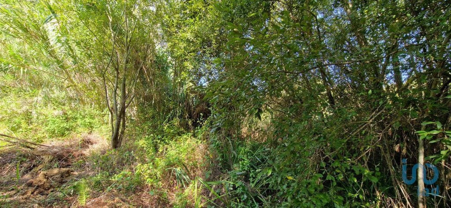 Terreno para Venda em Carvoeira Foto 7
