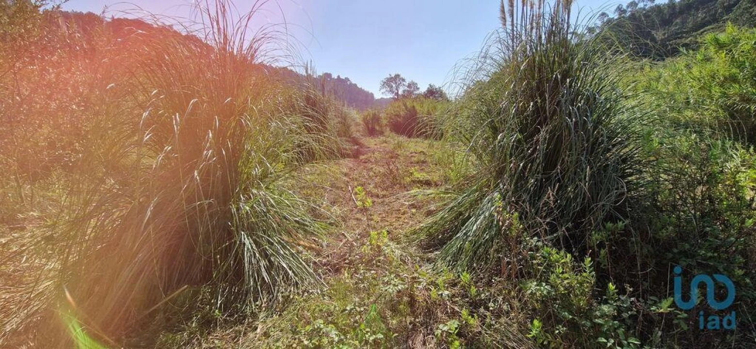 Terreno para Venda em Carvoeira Foto 8