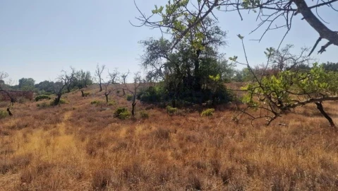 Terreno para Venda em Boliqueime