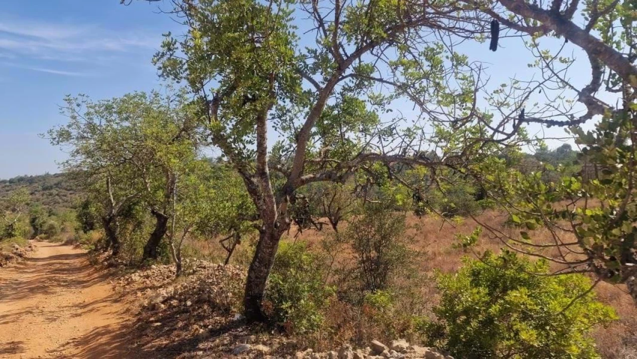 Terreno para Venda em Boliqueime Foto 31