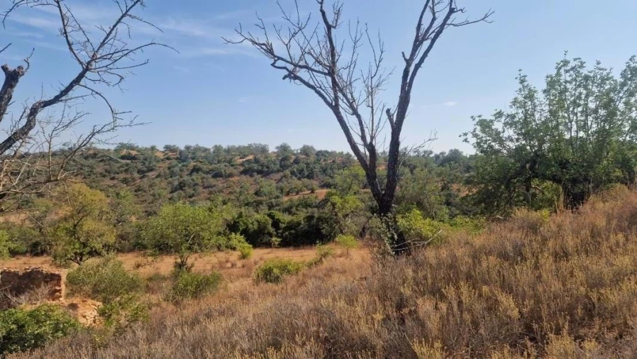 Terreno para Venda em Boliqueime Foto 15