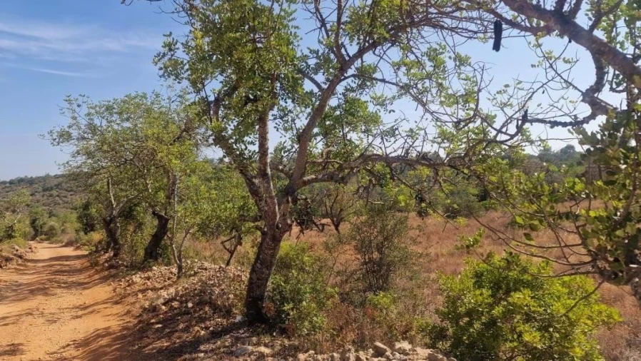 Terreno para Venda em Boliqueime Foto 31