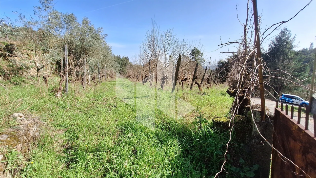 Terreno Agricola ou Rústico para Venda em Santiago de Besteiros Foto 5