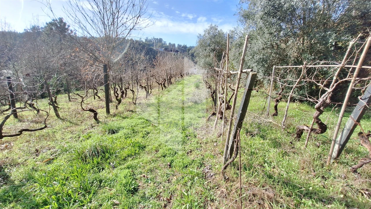 Terreno Agricola ou Rústico para Venda em Santiago de Besteiros Foto 4