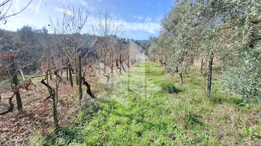 Terreno Agricola ou Rústico para Venda em Santiago de Besteiros Foto 9