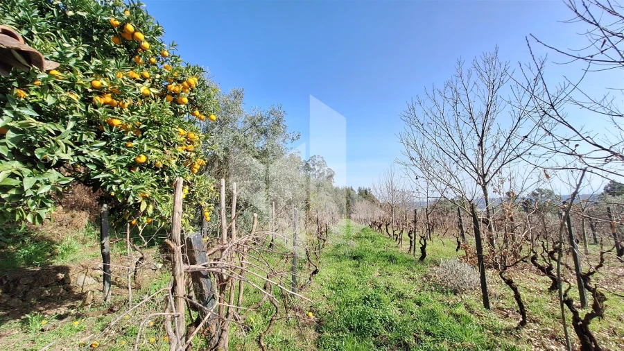 Terreno Agricola ou Rústico para Venda em Santiago de Besteiros Foto 12